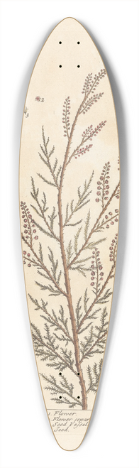 Elizabeth Blackwell - Tamarisk 39.3 inch art pintail longboard deck
