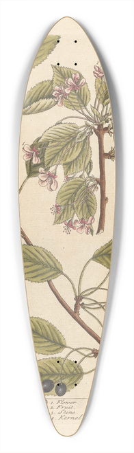 Elizabeth Blackwell - The black cherry 39.3 inch art pintail longboard deck