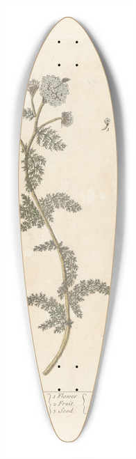 Elizabeth Blackwell - Yarrow 39.3 inch art pintail longboard deck