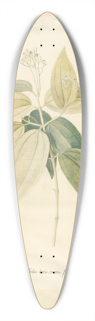 Georg Dionysius Ehret - Cinnamomum 39.3 inch art pintail longboard deck