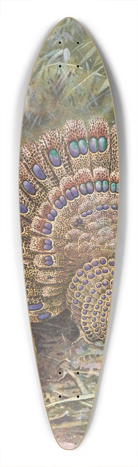 George Edward Lodge - Malay Peacock Pheasant 39.3 inch art pintail longboard deck