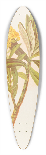 Georgina Burne Hetley - Senecio Huntii 39.3 inch art pintail longboard deck