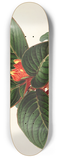 Charles Antoine Lemaire - Alloplectus Zamorensis 8.25 inch art skate deck