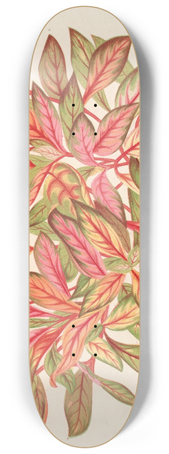 Charles Antoine Lemaire - Alternanthera amabilis (var) 8.25 inch art skate deck