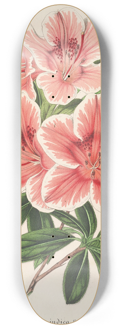 Charles Antoine Lemaire - Azalea indica (hybrida) Dieudonn Spae 8.25 inch art skate deck