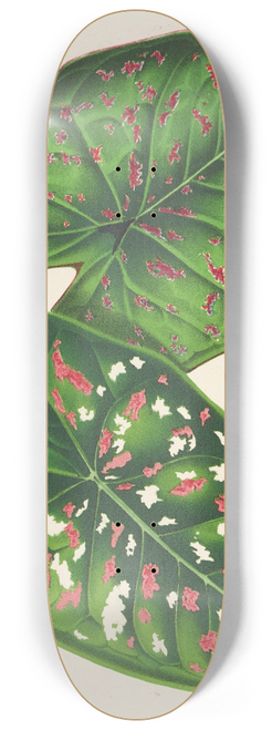 Charles Antoine Lemaire - Caladium (varits ou espces nouvelles de) 8.25 inch art skate deck