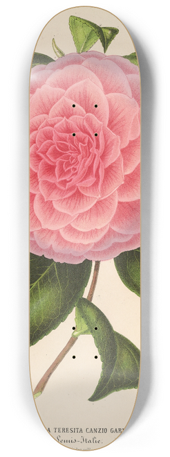 Charles Antoine Lemaire - Camellia Teresita Canzio Garibaldi 8.25 inch art skate deck