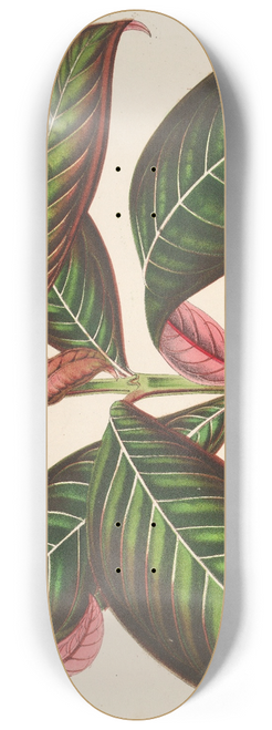 Charles Antoine Lemaire - Campylobotrys Ghiesbreghtii 8.25 inch art skate deck