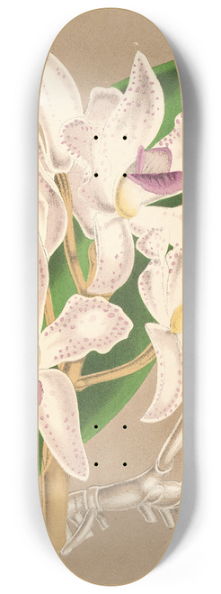 Charles Antoine Lemaire - Cattleya amethystoglossa 8.25 inch art skate deck