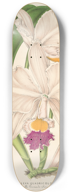 Charles Antoine Lemaire - Cattleya quadricolor 8.25 inch art skate deck