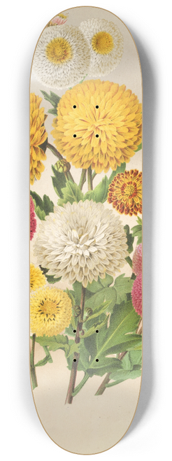 Charles Antoine Lemaire - Chrysanthmes dautomne. 8.25 inch art skate deck