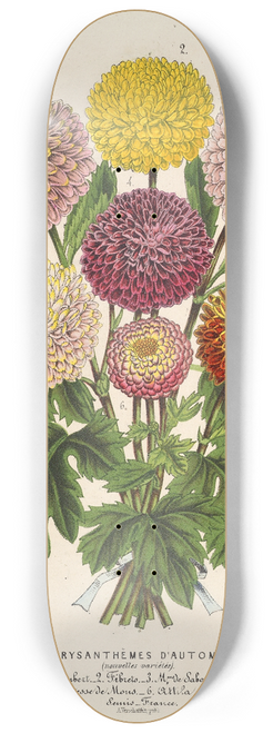 Charles Antoine Lemaire - Chrysanthmes nains dautomne 8.25 inch art skate deck