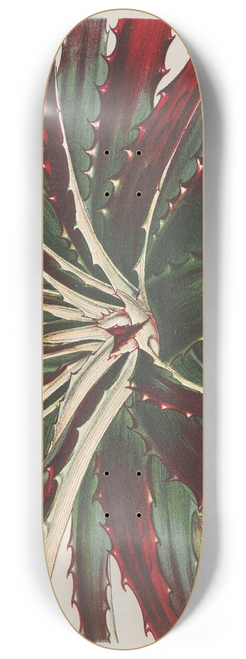 Charles Antoine Lemaire - Hechtia Ghiesbreghtii 8.25 inch art skate deck