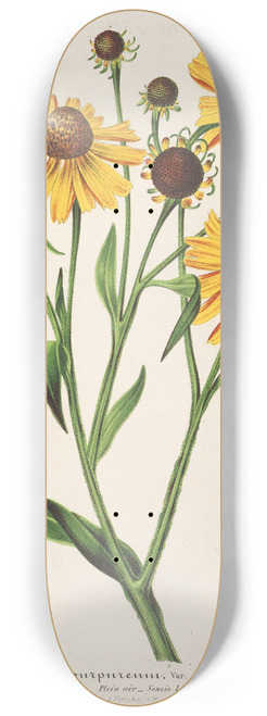 Charles Antoine Lemaire - Helenium atropurpureum var. grandicephalum 8.25 inch art skate deck