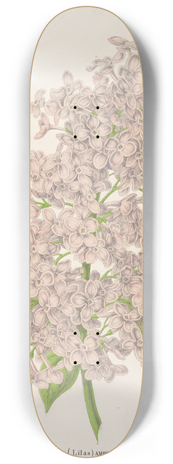 Charles Antoine Lemaire - Lilas Ambroise Verschaffett 8.25 inch art skate deck