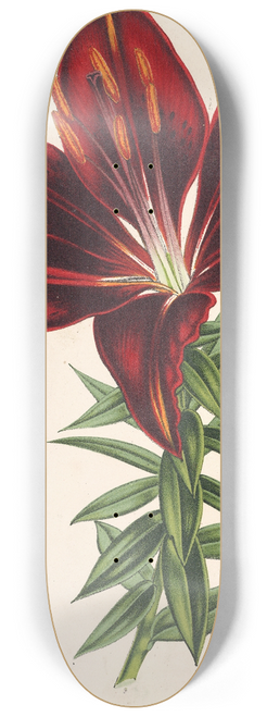 Charles Antoine Lemaire - Lilium hmatochroum (hybridum) 8.25 inch art skate deck
