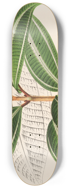 Charles Antoine Lemaire - Miconia pulverulenta, v. trifasciata 8.25 inch art skate deck