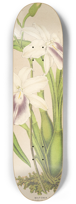 Charles Antoine Lemaire - Miltonia cereola 8.25 inch art skate deck