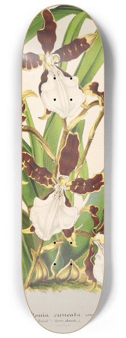 Charles Antoine Lemaire - Miltonia cuneata 8.25 inch art skate deck