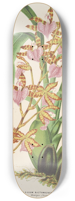 Charles Antoine Lemaire - Odontoglossum bictoniense (var. splendens) 8.25 inch art skate deck