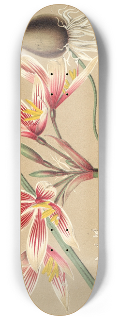 Charles Antoine Lemaire - Placea grandiflora 8.25 inch art skate deck