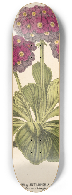 Charles Antoine Lemaire - Primula intermedia (hybrida) 8.25 inch art skate deck