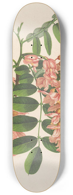 Charles Antoine Lemaire - Robinia pseudacacia v. Decaisneana 8.25 inch art skate deck