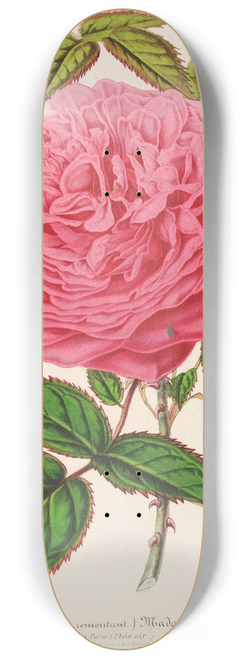 Charles Antoine Lemaire - Rose Madame Furtardo 8.25 inch art skate deck