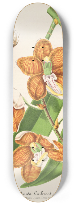 Charles Antoine Lemaire - Vanda Cathearty 8.25 inch art skate deck