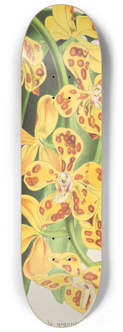 Charles Antoine Lemaire - Vanda gigantea 8.25 inch art skate deck