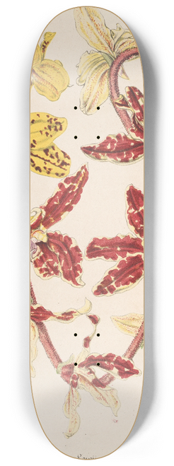 Charles Antoine Lemaire - Vanda Lowii Lindl. 8.25 inch art skate deck