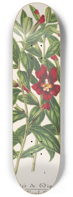 Charles Antoine Lemaire - Varits de Diplacus 8.25 inch art skate deck