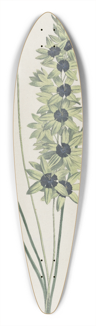 Hendrik Schwegman - Afrikaanse iris (Ixia maculata viridis) 39.3 inch art pintail longboard deck