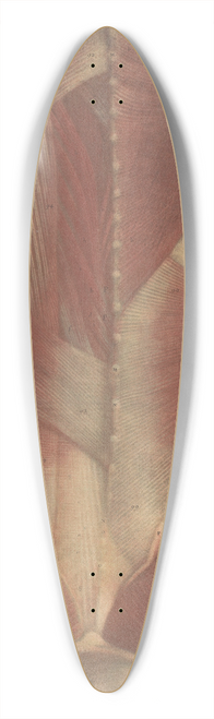 Jacques Fabien Gautier d'Agoty - Anatomical muscle model of a male torso, seen from behind 39.3 inch art pintail longboard deck