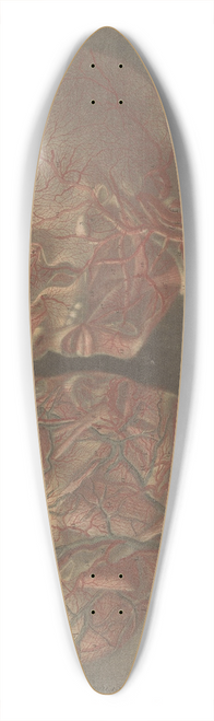Jacques Fabien Gautier d'Agoty - Two heads with veins visible 39.3 inch art pintail longboard deck