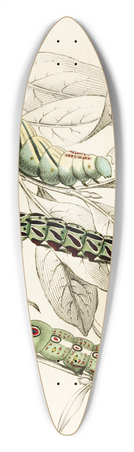 James Duncan - Caterpillar of Metopsilus Tersa, Sphinx Chionanthi, Sphinx Gaurae 39.3 inch art pintail longboard deck