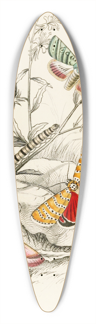 James Duncan - Deiopeia bella, Cydosia nobilitella, Chloridea Rhexiae 39.3 inch art pintail longboard deck