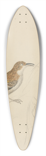 James Sowerby - Eurasian treecreeper 39.3 inch art pintail longboard deck
