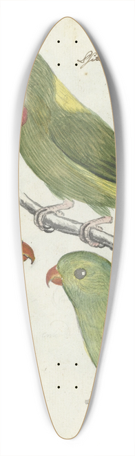 Jan Brandes - Oostindische parkieten 39.3 inch art pintail longboard deck