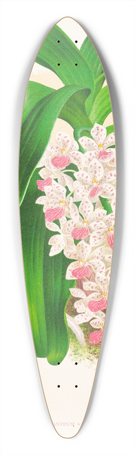 Jean Jules Linden - Saccolabium giganteum var illustre 39.3 inch art pintail longboard deck