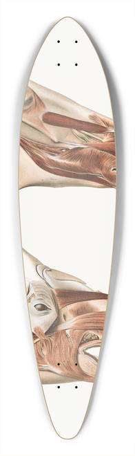 Johan Erik Vesti Boas - Deeper Facial Muscles Of Horse And Tapir 39.3 inch art pintail longboard deck