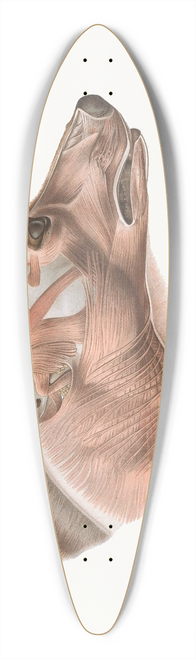 Johan Erik Vesti Boas - Superficial facial muscles of Canis lupus 39.3 inch art pintail longboard deck