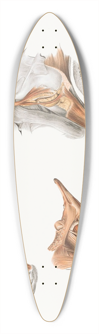 Johan Erik Vesti Boas - Superficial facial muscles of Echidna 39.3 inch art pintail longboard deck