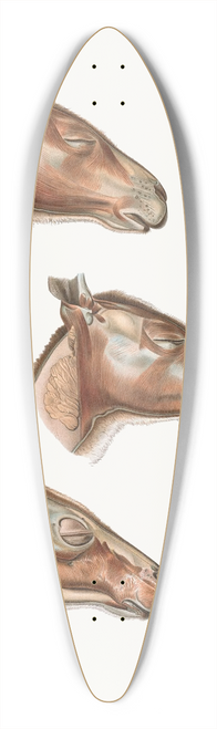 Johan Erik Vesti Boas - Superficial facial muscles of Halmalurus 39.3 inch art pintail longboard deck
