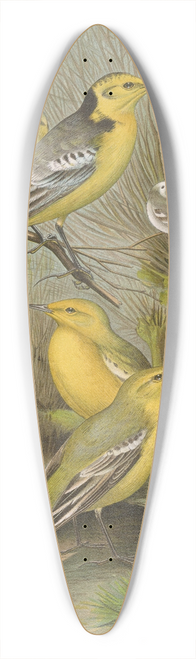 Johann Friedrich Naumann - Budytes citreolus, Budytes campestris 39.3 inch art pintail longboard deck