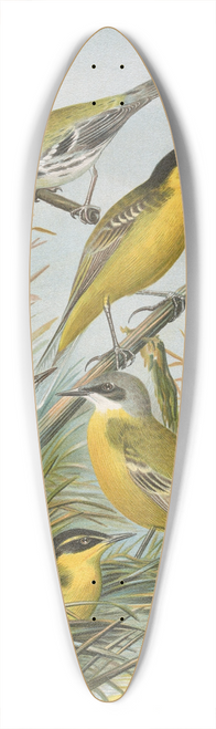 Johann Friedrich Naumann - Budytes flavus cinereocapillus (Savi), melanocephalus (Lichtenstein), melanocephalus xanthophrys, Dendroeca virens 39.3 inch art pintail longboard deck