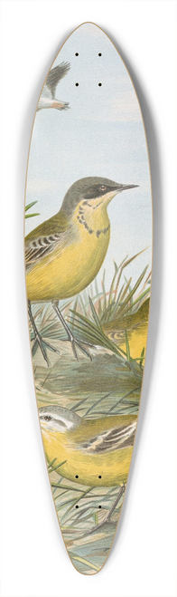 Johann Friedrich Naumann - Budytes taivanus Swinhoe, Budytes flavus beema Sykes, Budytes flavus borealis (Sundevall) 39.3 inch art pintail longboard deck