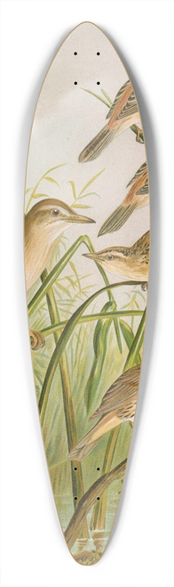 Johann Friedrich Naumann - Calamodus schoenobaenus, aquaticus, arundinaceus 39.3 inch art pintail longboard deck
