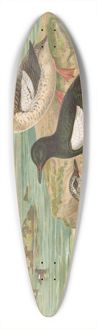 Johann Friedrich Naumann - Cepphus grylle (L.), Gryll-Teiste 39.3 inch art pintail longboard deck