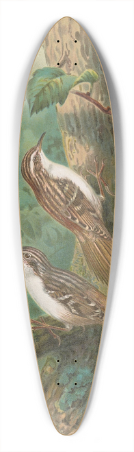 Johann Friedrich Naumann - Certhia familiaris, Certhia familiaris brachydactyla 39.3 inch art pintail longboard deck